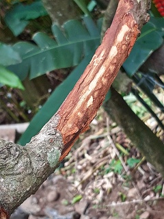 India Thekady Periyar Spice Garden 2019-06-21 024
