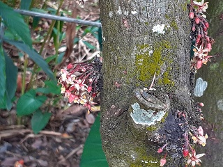India Thekady Periyar Spice Garden 2019-06-21 025