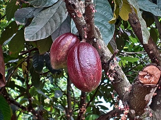 India Thekady Periyar Spice Garden 2019-06-21 026