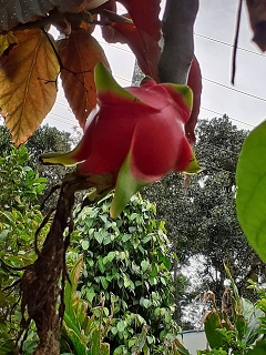India Thekady Periyar Spice Garden 2019-06-21 028