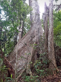 India Thekady Periyar Spice Garden 2019-06-21 030
