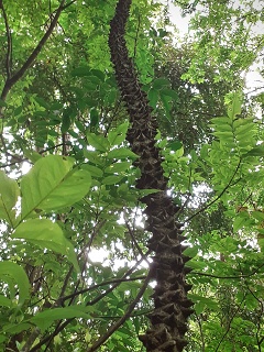 India Thekady Periyar Spice Garden 2019-06-21 031