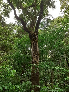 India Thekady Periyar Spice Garden 2019-06-21 033