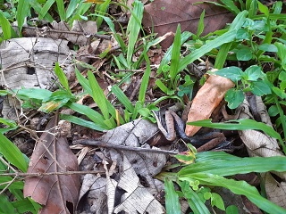 India Thekady Periyar Spice Garden 2019-06-21 034