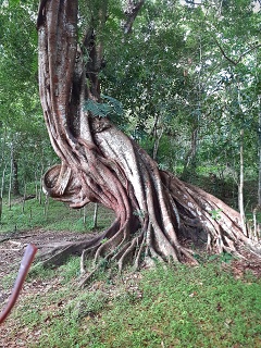 India Thekady Periyar Spice Garden 2019-06-21 036