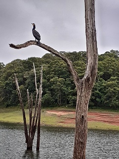 India Thekady Periyar Spice Garden 2019-06-21 044