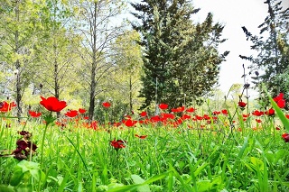 Anemones-06