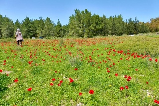 Anemones-07