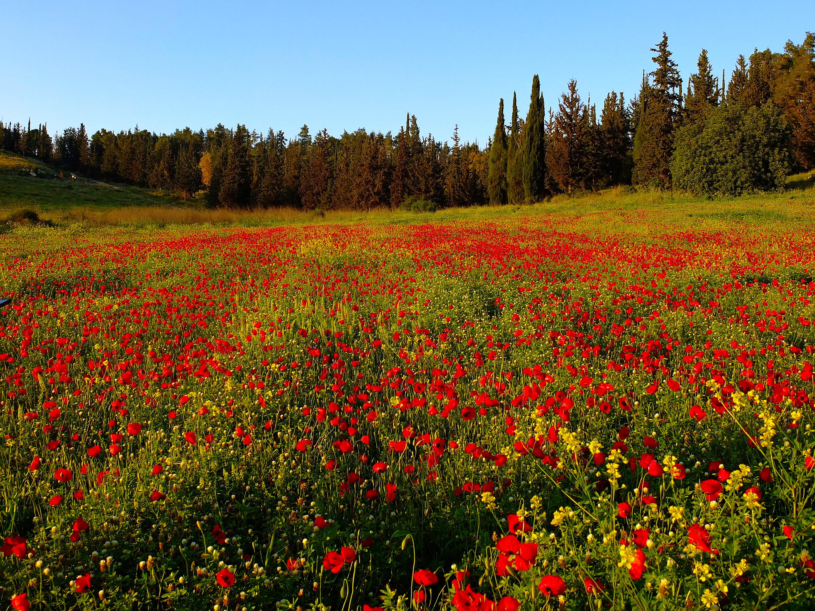 poppy field