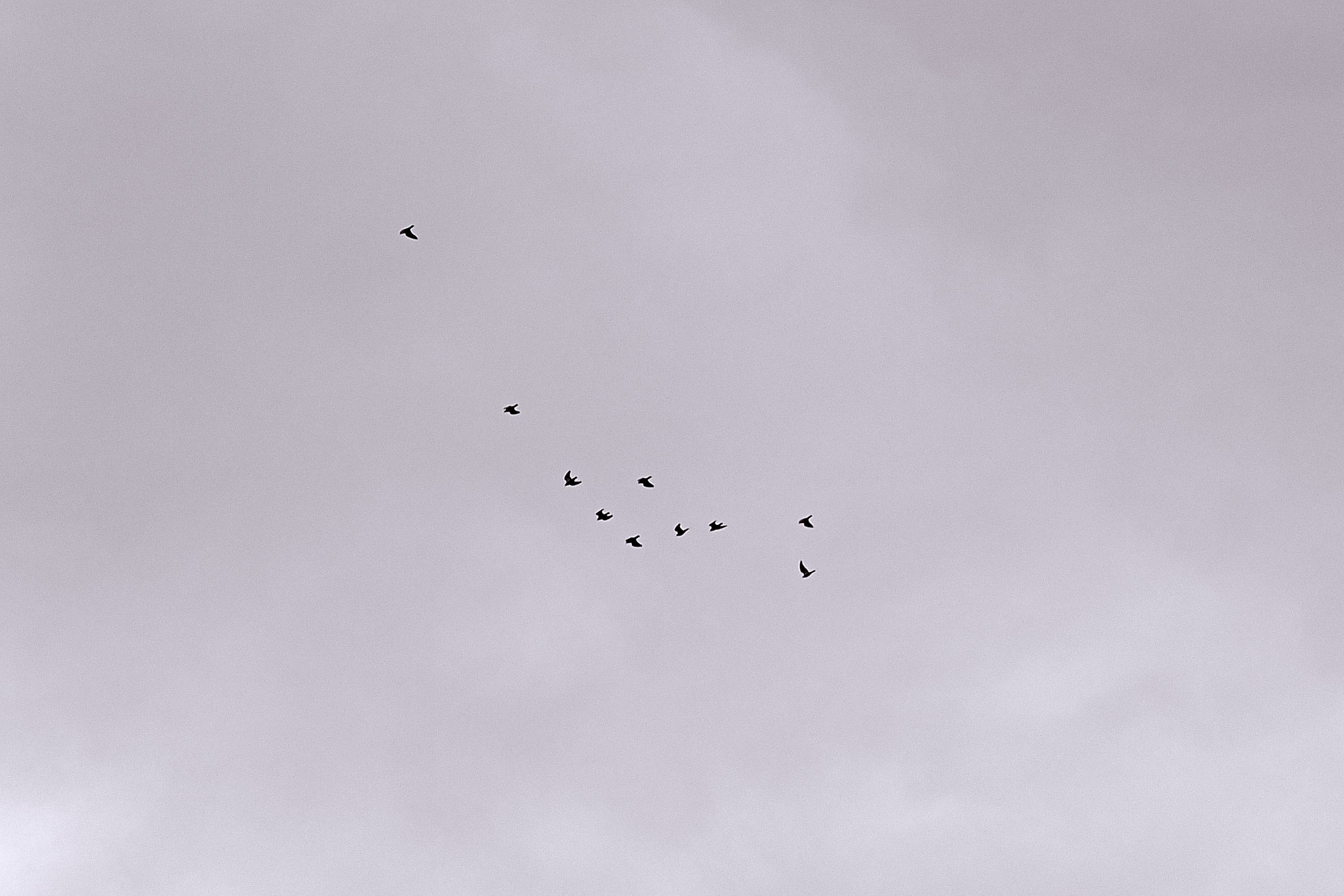 bird formation in sky