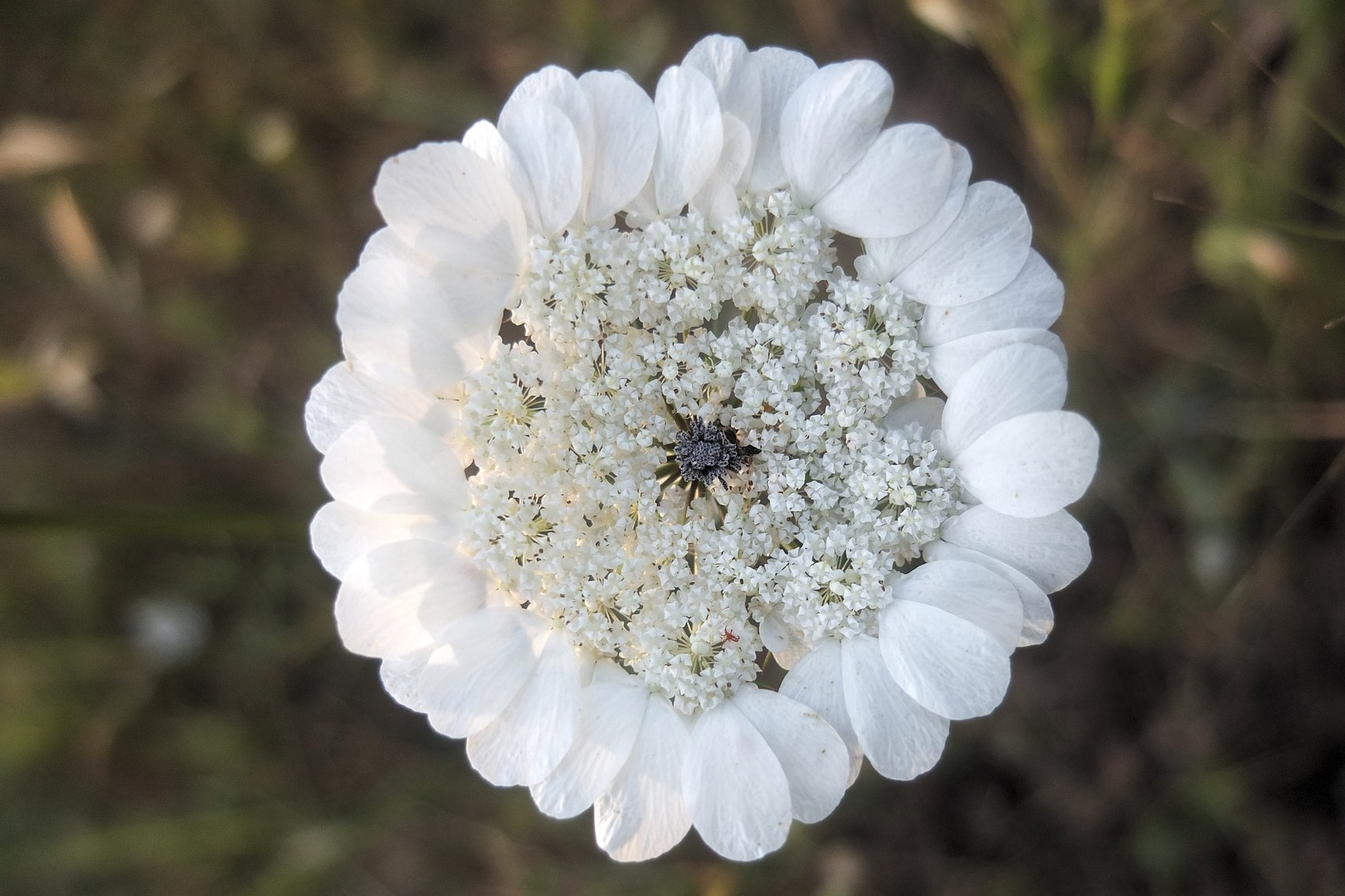 white wild flower