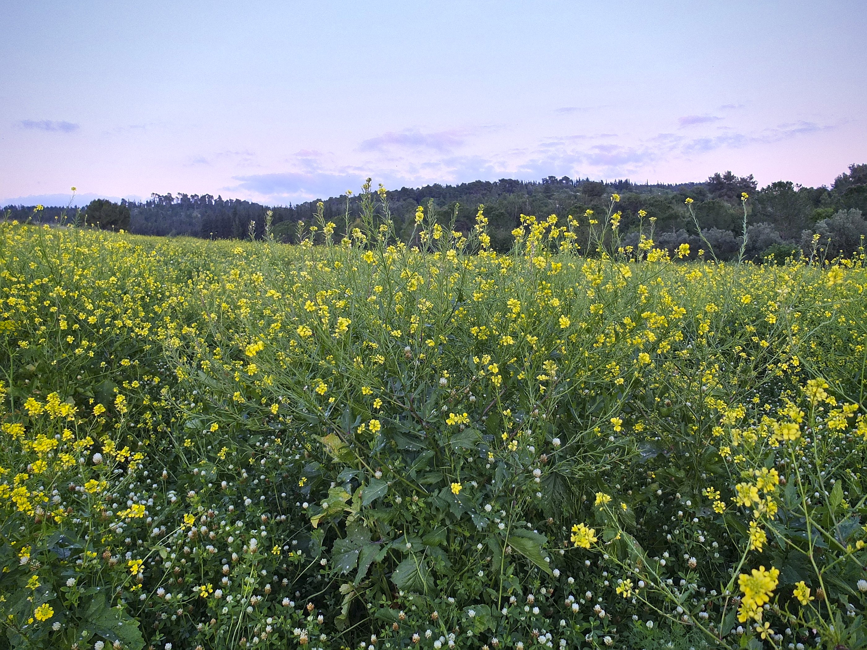 mustard flowers
