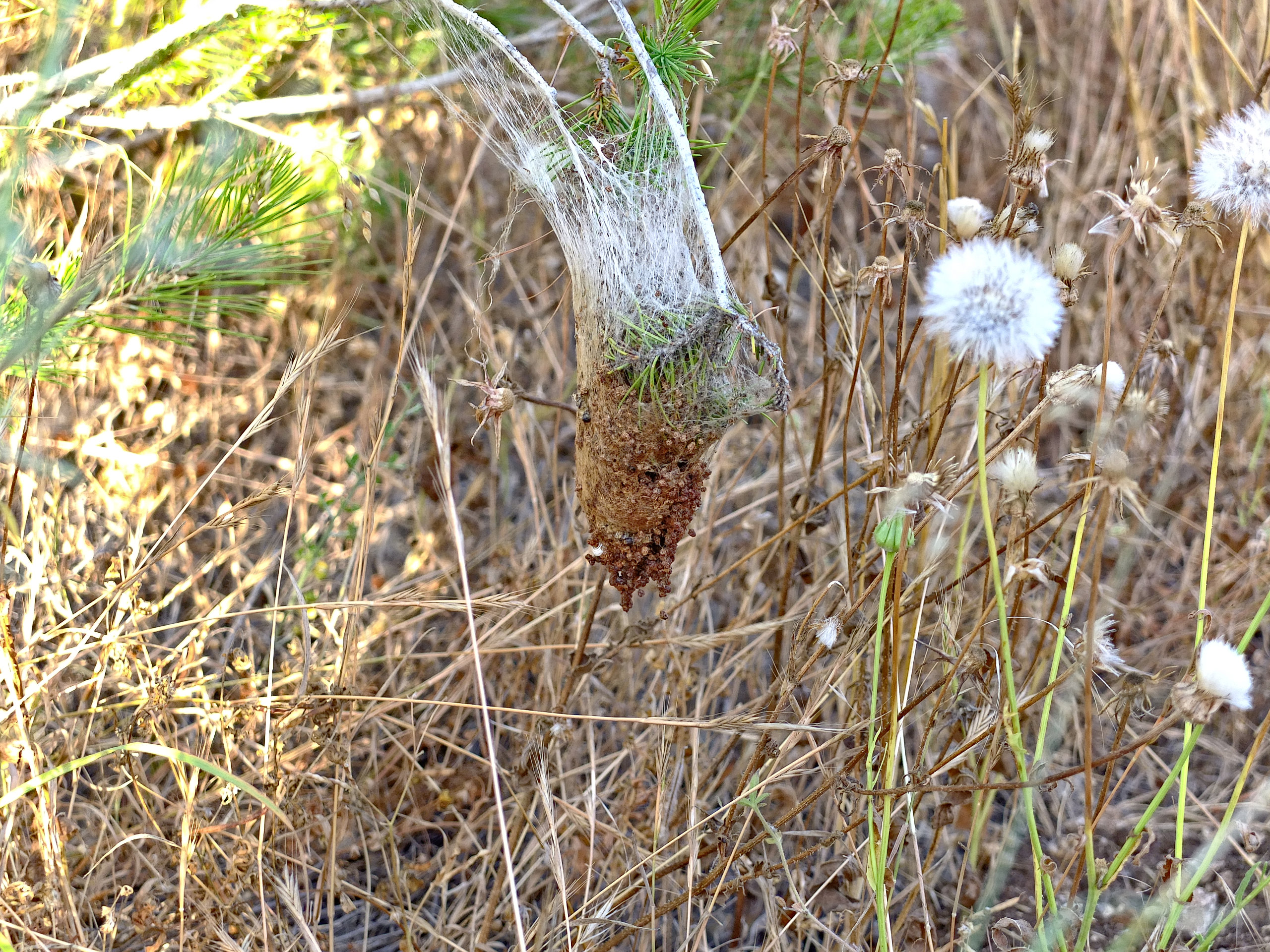 nest of pine processionary caterpillars