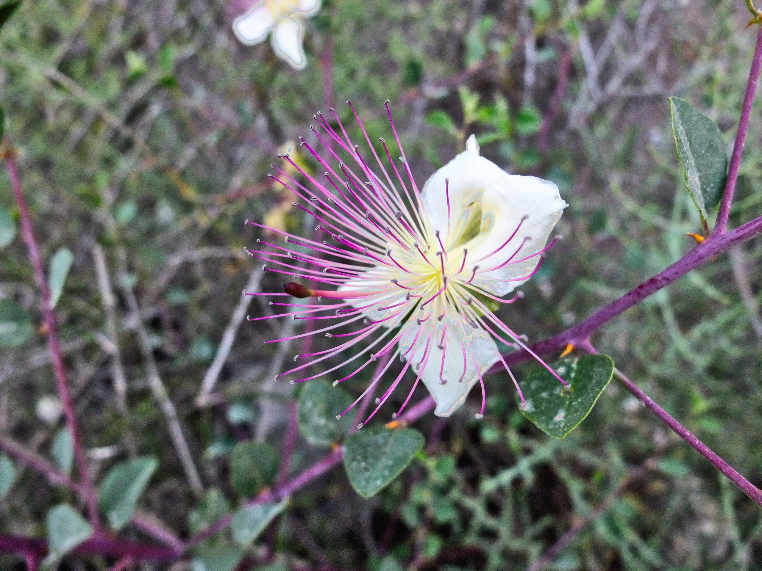 caper flower