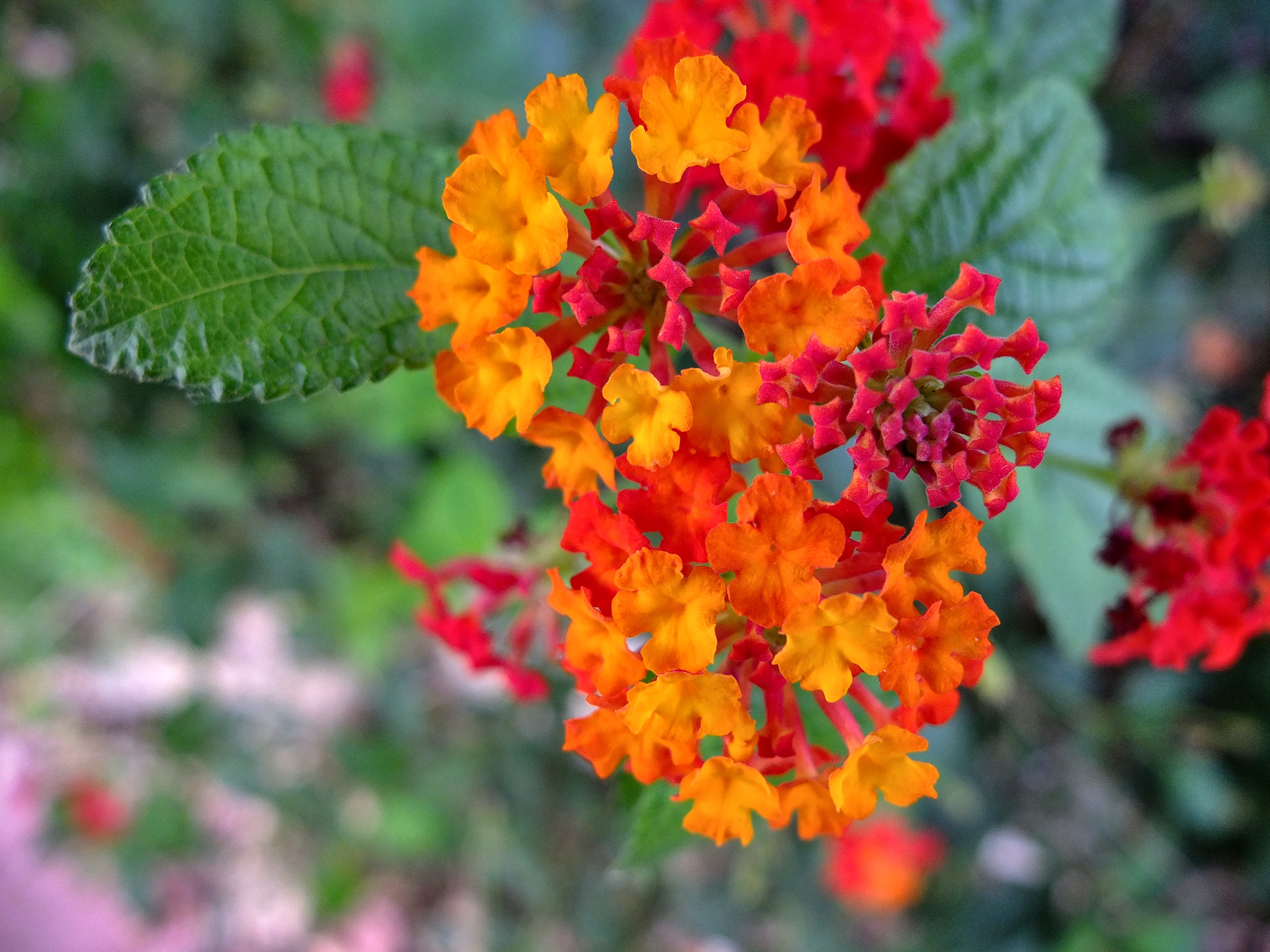 Lantana flower