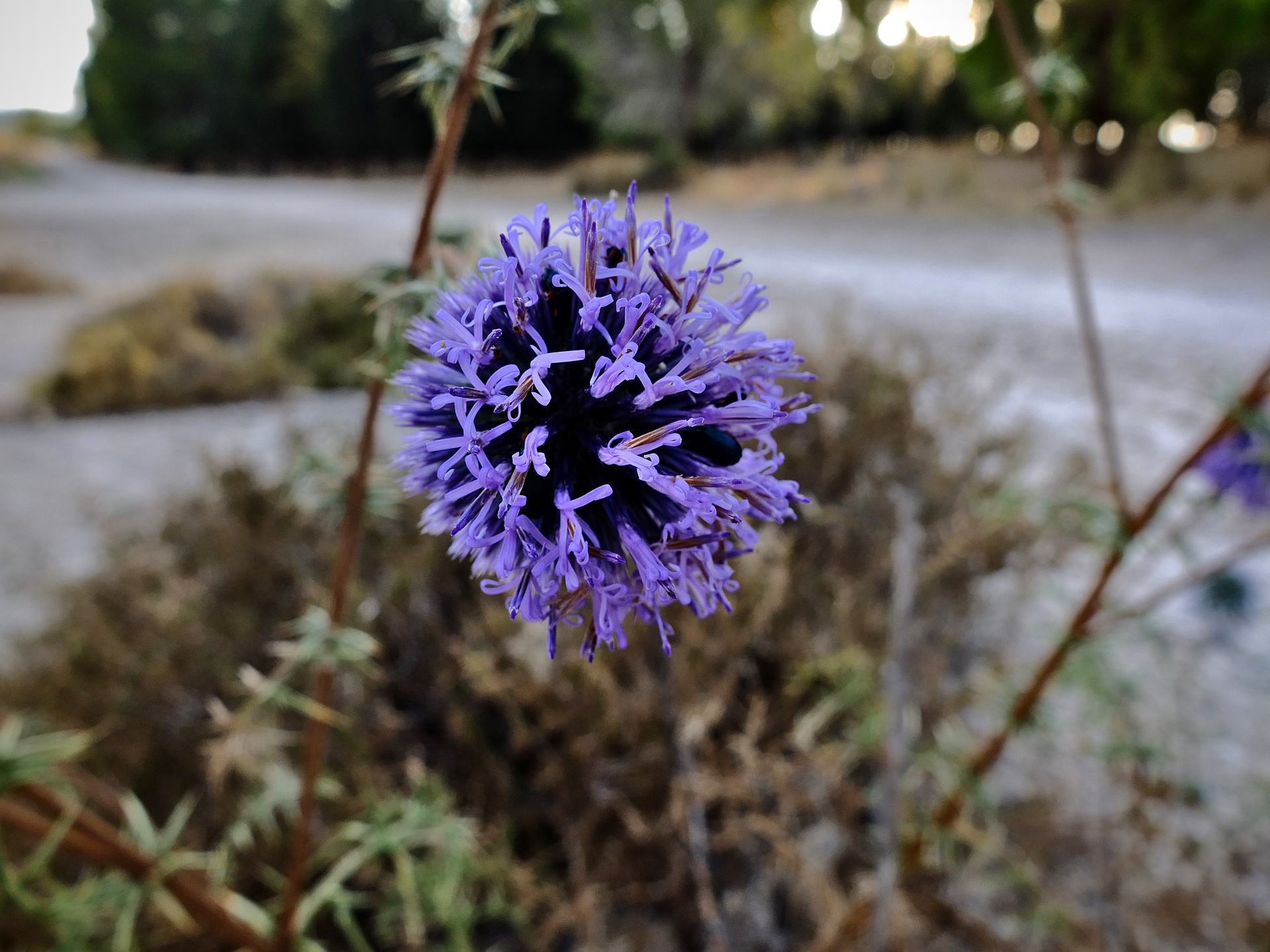 purple-blue flower of the globle thistle