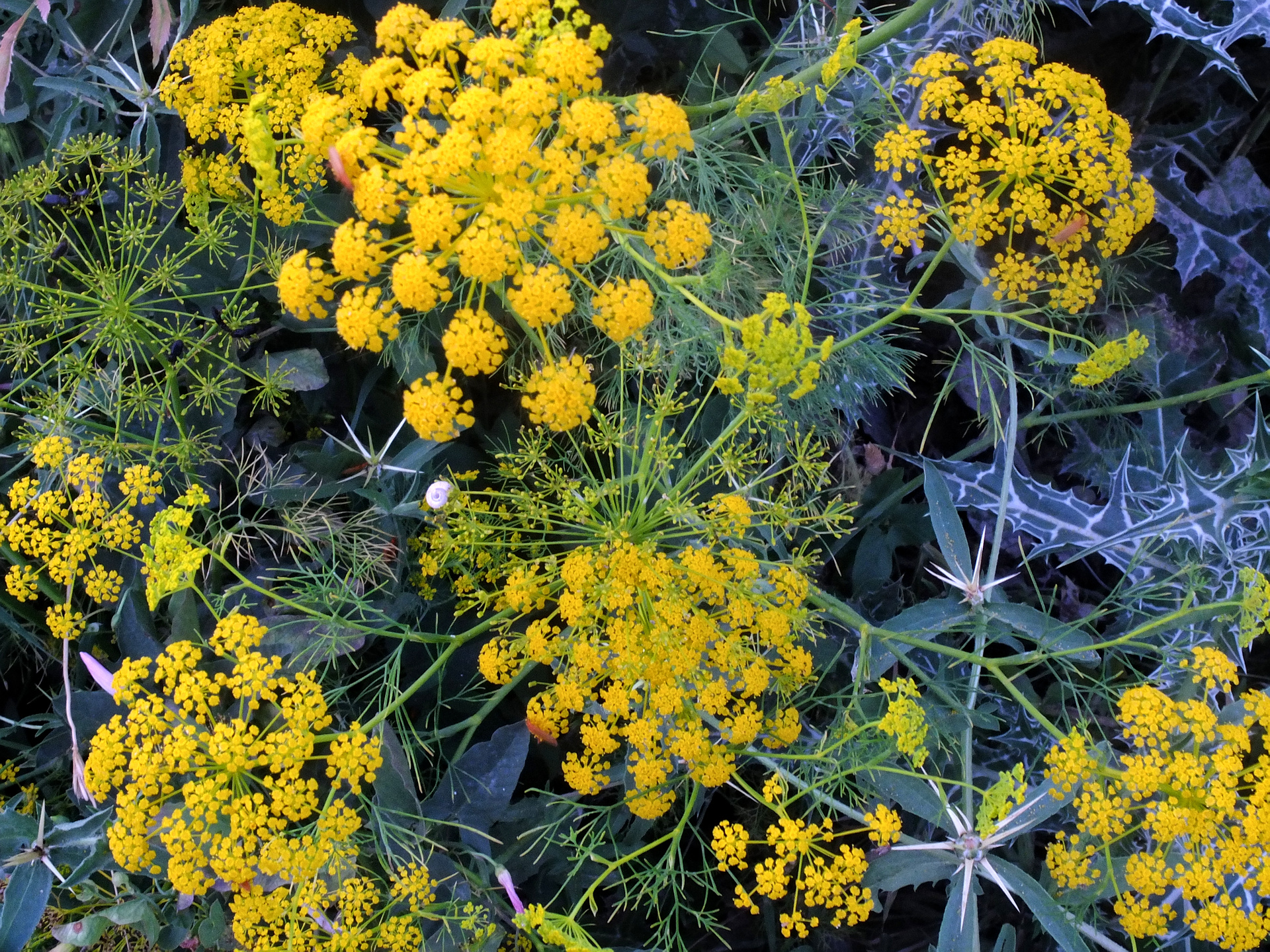 fennel flowers, close up