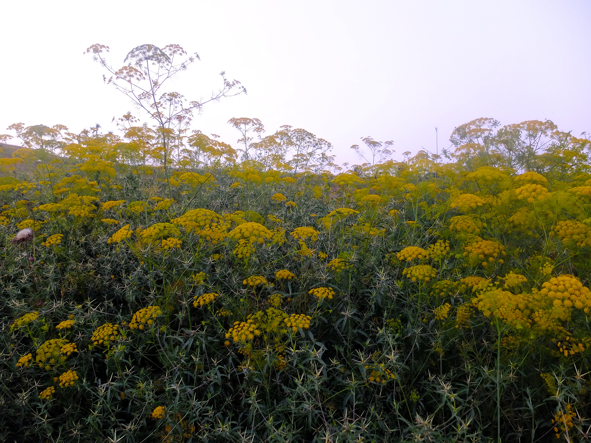 stand of fennel flowers