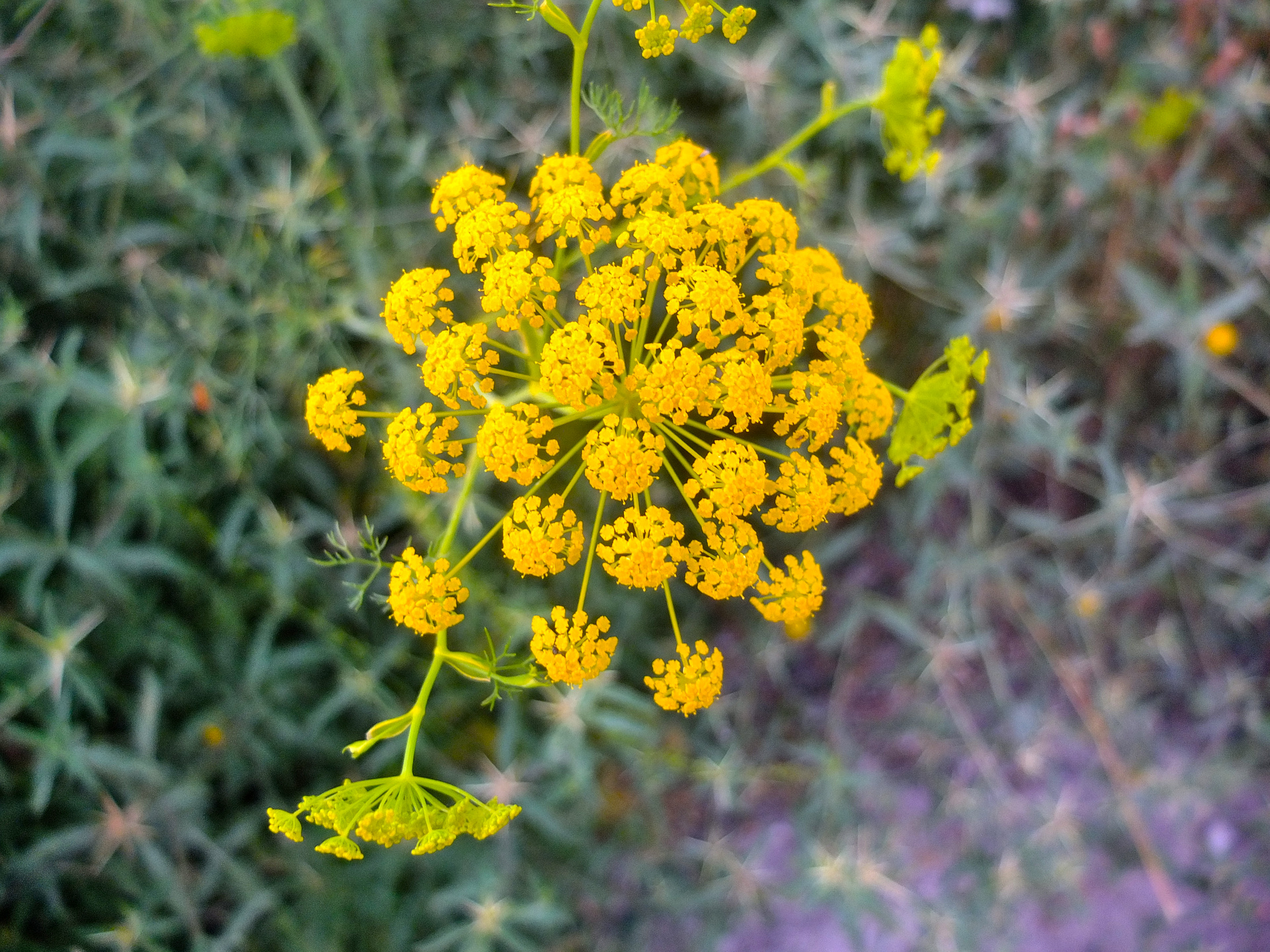 fennel flowers, close up