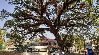 Raintree