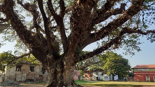 Raintree1
