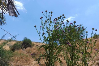 2022-05-tabor-stream-04
